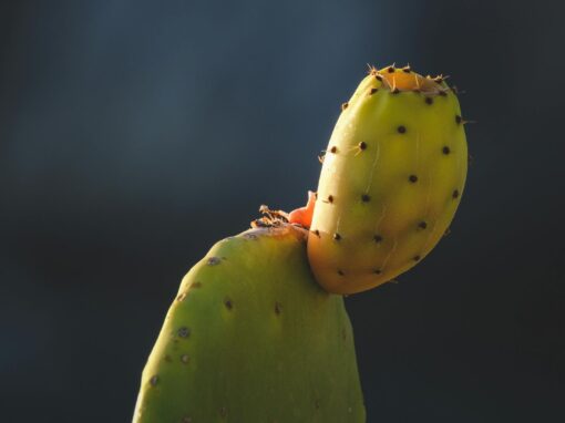 Espelho Queimado, por que o homem evita olhar para si?